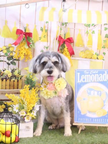 20240412パピコくん